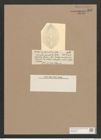 Navicula mirabilis (philipinna) Castr./Dev. (de-Toni-Nr.: Genus 1, Species 291) Zeichnungen Sammlung Grunow Nr. 655 (NHMW-BOT-W0367024)